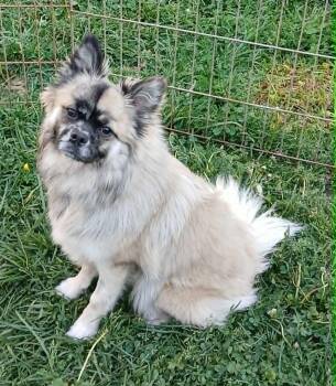 Pomeranian Dogs Available for Adoption in Ceres, Virginia - Roxy | PetCurious