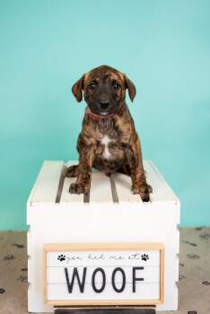 Shepherd Dogs Available for Adoption in Brighton, Colorado - 331-26 | PetCurious