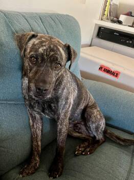 Rescue Mixed Breed Dogs for Adoption in Las Vegas, Nevada - Rueben | PetCurious