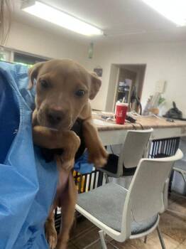 Dutch Bros -  Mixed Breed Dog for Adoption in Cincinnati, Ohio - Dutch Bros | PetCurious
