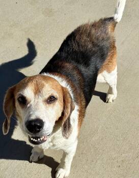 Duffy -  Beagle Dog for Adoption in Sandusky, Michigan - Duffy | PetCurious