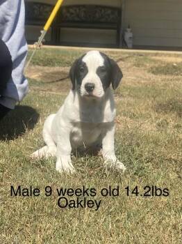 Oakley -  Boxer and Labrador Retriever Dog for Adoption in Norfolk, Massachusetts - Oakley | PetCurious