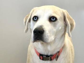 Rescue Mixed Breed Dogs for Adoption in Georgetown, Texas - Rupert | PetCurious
