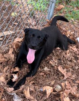 Shepherd Dogs Available for Adoption - Shade | PetCurious