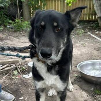 Balto -  Shepherd and Husky Dog for Adoption in Bristol, Indiana - Balto | PetCurious