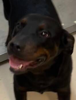 Bernese Mountain Dog and Rottweiler Dogs Available for Adoption - HEIDI | PetCurious