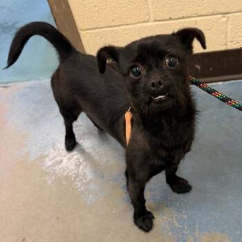 Enya -  Pug and Chihuahua Dog for Adoption in Kittanning, Pennsylvania - Enya | PetCurious
