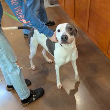 Sixty -  Pit Bull Terrier Dog for Adoption in Lynchburg, Virginia - Sixty | PetCurious