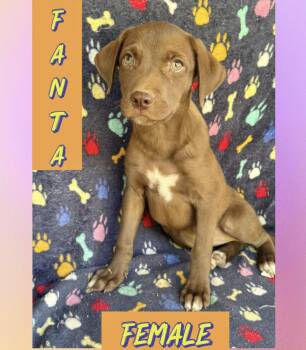 Fanta -  Labrador Retriever Dog for Adoption in Manchester, Connecticut - Fanta | PetCurious