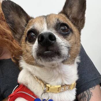 Kiddie Pool 14371 -  Chihuahua Dog for Adoption in San Francisco, California - Kiddie Pool 14371 | PetCurious