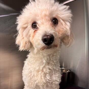 Pepper -  Miniature Poodle Dog for Adoption in Abilene, Texas - Pepper | PetCurious