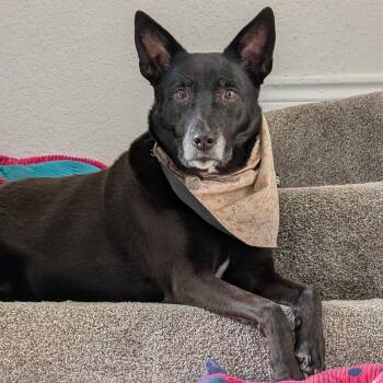 Genie -  Australian Cattle Dog Blue Heeler Dog for Adoption in Krum, Texas - Genie | PetCurious