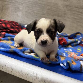 Anabelles pups -  Dachshund and Cattle Dog Dog for Adoption in Hiawatha, Kansas - Anabelles Pups | PetCurious