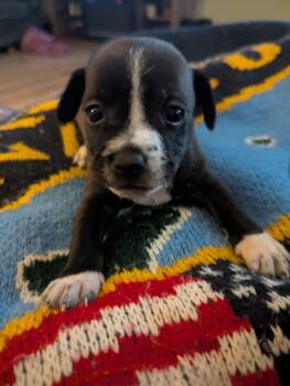 Mario -  Jack Russell Terrier and Chihuahua Dog for Adoption in Manhattan, Kansas - Mario | PetCurious