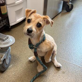 Terrier Dogs Available for Adoption in Council Bluffs, Iowa - Roy | PetCurious