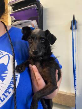 Mixed Breed Dogs Available for Adoption in Ocala, Florida - Dodo | PetCurious
