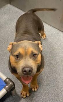 Rescue Mixed Breed Dogs for Adoption in Dallas, Texas - MARIO | PetCurious