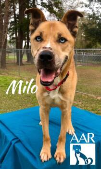 Rescue Husky and Black Mouth Cur Dogs for Adoption in Magnolia, Texas - Milo | PetCurious
