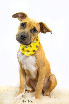 Black Mouth Cur Dogs Available for Adoption in Hot Springs Village, Arkansas - Cupcake | PetCurious