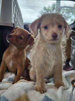 Peanut Butter Sandwich -  Chihuahua and Dachshund Dog for Adoption in South Kingstown, Rhode Island - Peanut Butter Sandwich | PetCurious