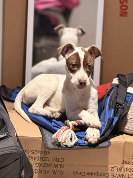 Pointer Dogs Available for Adoption in Carmel Hamlet, New York - Nessa | PetCurious
