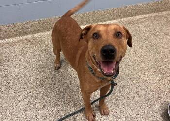 PAL -  Pit Bull Terrier and Mixed Breed Dog for Adoption in Colorado Springs, Colorado - PAL | PetCurious