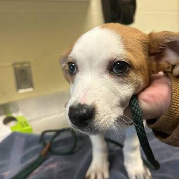 Mixed Breed Dogs Available for Adoption - Trophy | PetCurious