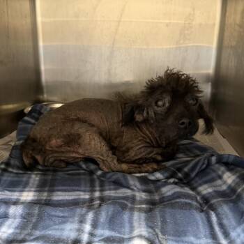 Birthday Suit -  Poodle Dog for Adoption in Northbrook, Illinois - Birthday Suit | PetCurious