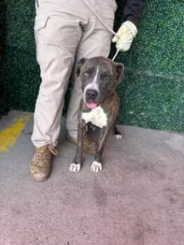 61142053 -  Pit Bull Terrier and Mixed Breed Dog for Adoption in El Paso, Texas - 61142053 | PetCurious