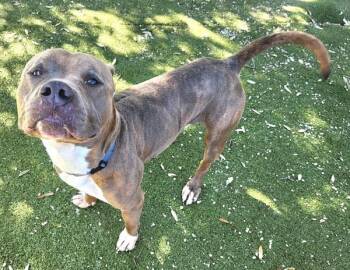Nebula -  Pit Bull Terrier Dog for Adoption in Austin, Texas - Nebula | PetCurious