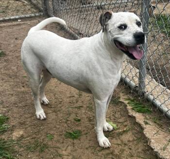 FURBY -  Pit Bull Terrier Dog Available for Adoption in Pryor, Oklahoma - FURBY | PetCurious