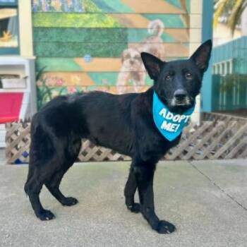 Ashanti -  German Shepherd Dog Dog for Adoption in Pacific Grove, California - Ashanti | PetCurious