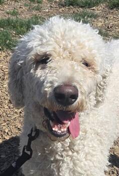 Labradoodle Dogs Available for Adoption in Salem, Oregon - Bodhi | PetCurious