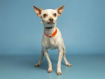 Chihuahua Dogs Available for Adoption - LEON | PetCurious