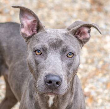 Weimaraner Dogs Available for Adoption in Hilton Head Island, South Carolina - Earl Grey | PetCurious
