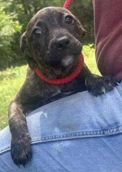 Labrador Retriever and American Bulldog Dogs Available for Adoption in Wetumpka, Alabama - 260555  Lainy | PetCurious