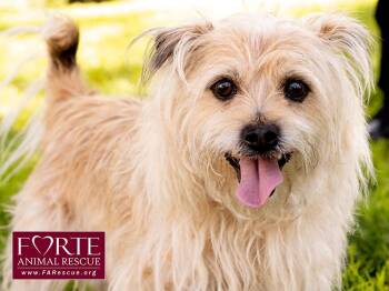 Cubby -  Cairn Terrier and Tibetan Spaniel Dog for Adoption in Marina Del Rey, California - Cubby | PetCurious