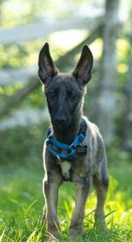 Arizona Litter: Sedona -  Belgian Shepherd Malinois Dog for Adoption in Vancouver, Washington - Arizona Litter: Sedona | PetCurious