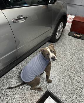 Pit Bull Terrier Dogs Available for Adoption in New Boston, New Hampshire - Harold (courtesy Post) | PetCurious
