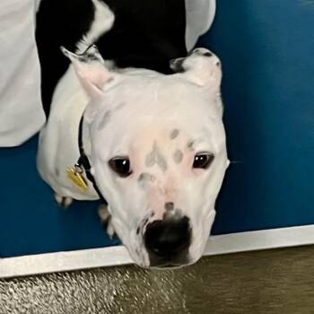 Pit Bull Terrier and Mixed Breed Dogs Available for Adoption in St. Louis, Missouri - POPPY | PetCurious