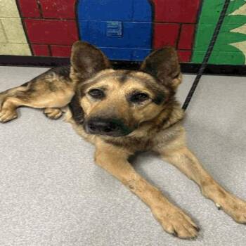 German Shepherd Dog Dogs Available for Adoption in Indianapolis, Indiana - Vinston | PetCurious