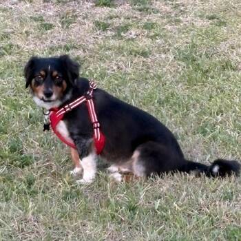 Cardigan Welsh Corgi and Australian Shepherd Dogs Available for Adoption in Alafaya, Florida - Carl | PetCurious