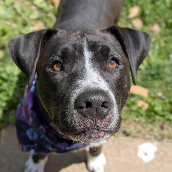 Mixed Breed Dogs Available for Adoption - Rhapsody | PetCurious