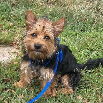 MINNIE -  Yorkshire Terrier Dog for Adoption in Methuen, Massachusetts - MINNIE | PetCurious