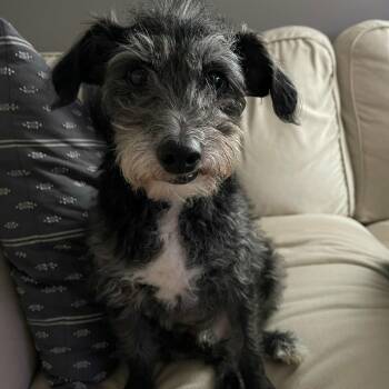 Maarten -  Poodle and Jack Russell Terrier Dog for Adoption in Schenectady, New York - Maarten | PetCurious
