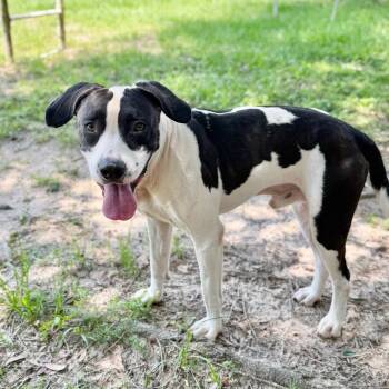 Xiang Xiang -  Mixed Breed Dog for Adoption in Milton, Florida - Xiang Xiang | PetCurious