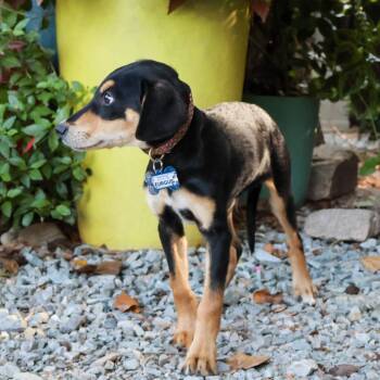 Furgus -  Hound Dog for Adoption in Wake Forest, North Carolina - Furgus | PetCurious
