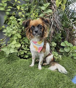 KORA -  Pekingese and Papillon Dog for Adoption - KORA | PetCurious