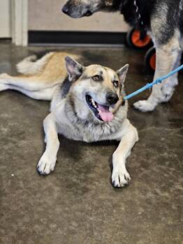 Rescue German Shepherd Dog Dogs for Adoption in Rockwall, Texas - Asu | PetCurious