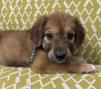 Thicket -  Great Pyrenees and Mixed Breed Dog for Adoption in Lawrenceville, Georgia - Thicket | PetCurious